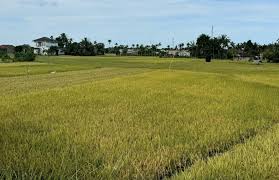 sawah sebagai salah satu hasil dan pilar ketahan an pangan di keude siblah dan aceh barat daya